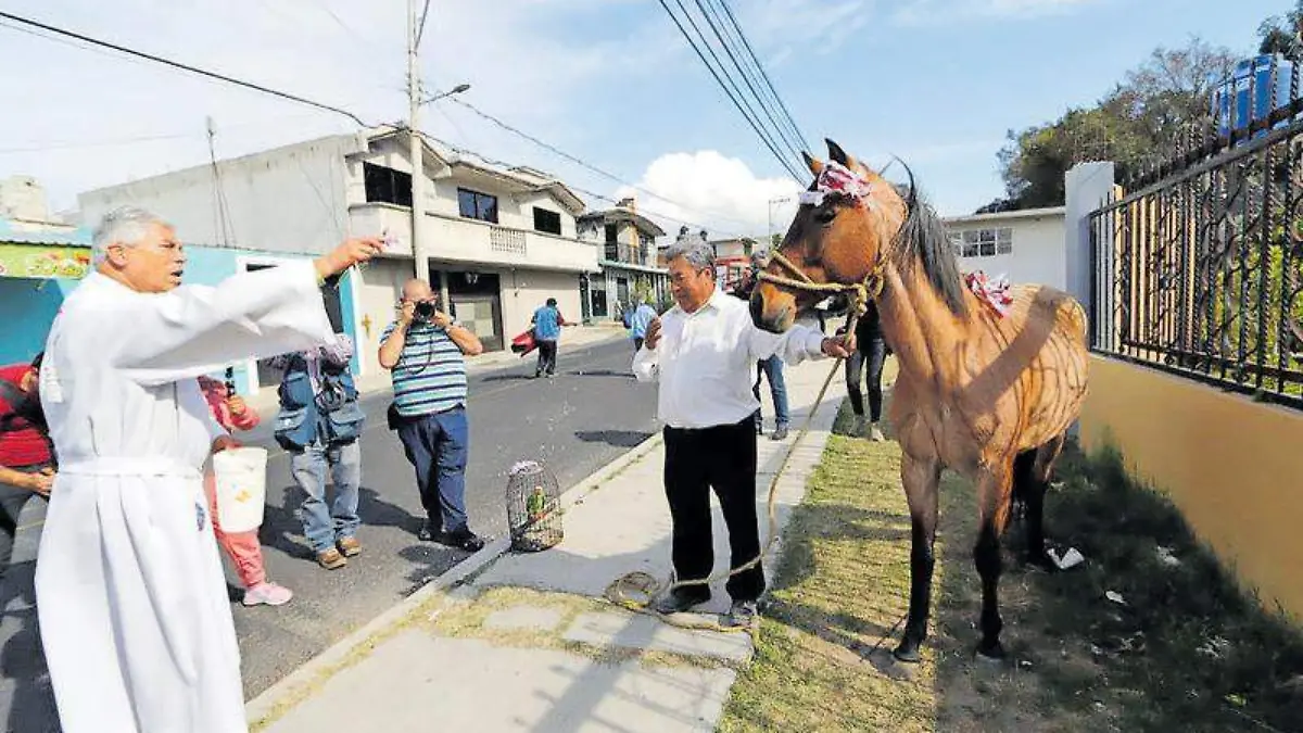 Bendición de animales (2)